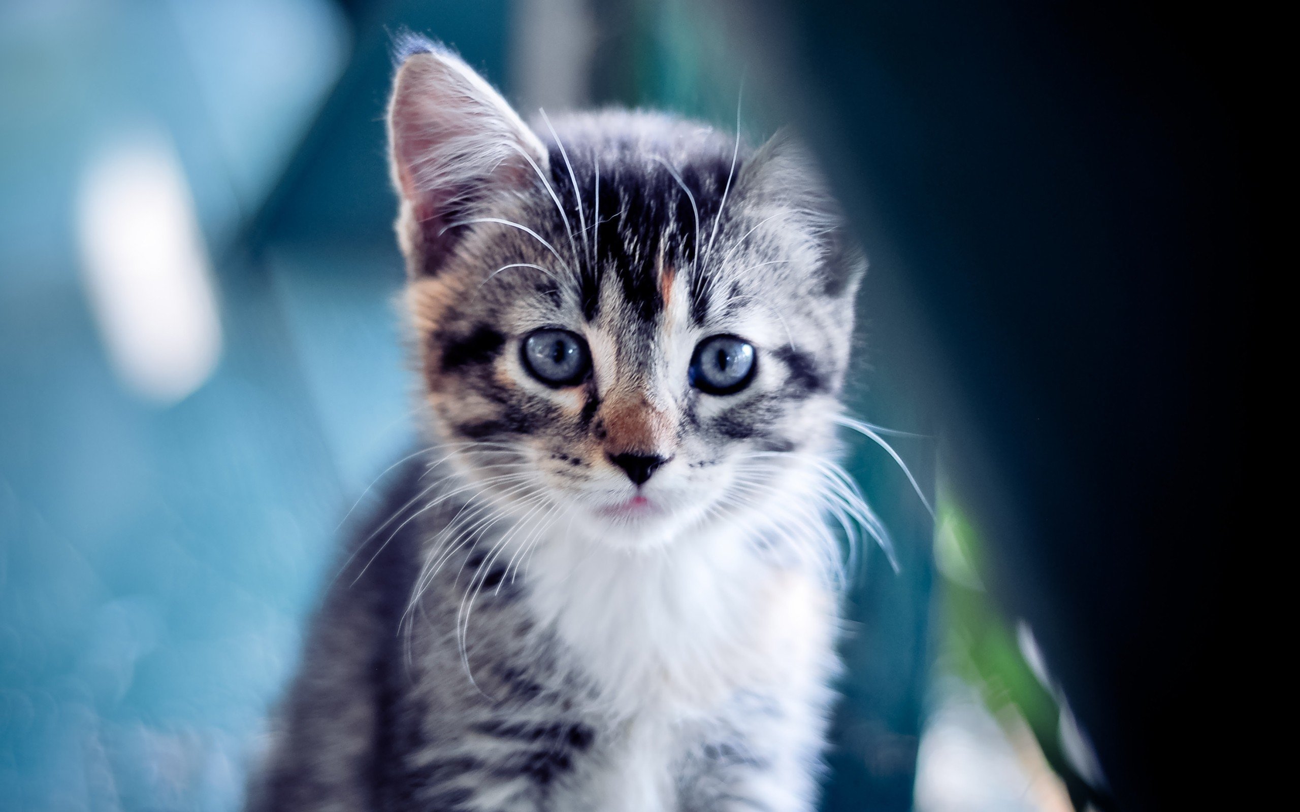 _猛龙奋勇作战，逐步接近季后赛_，18～19猛龙季后赛赛程