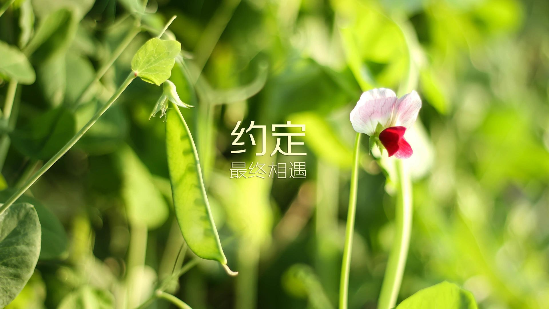 步行者绝杀掘金，抢七大战中哈利伯顿罚球绝杀，哈利伯顿集锦