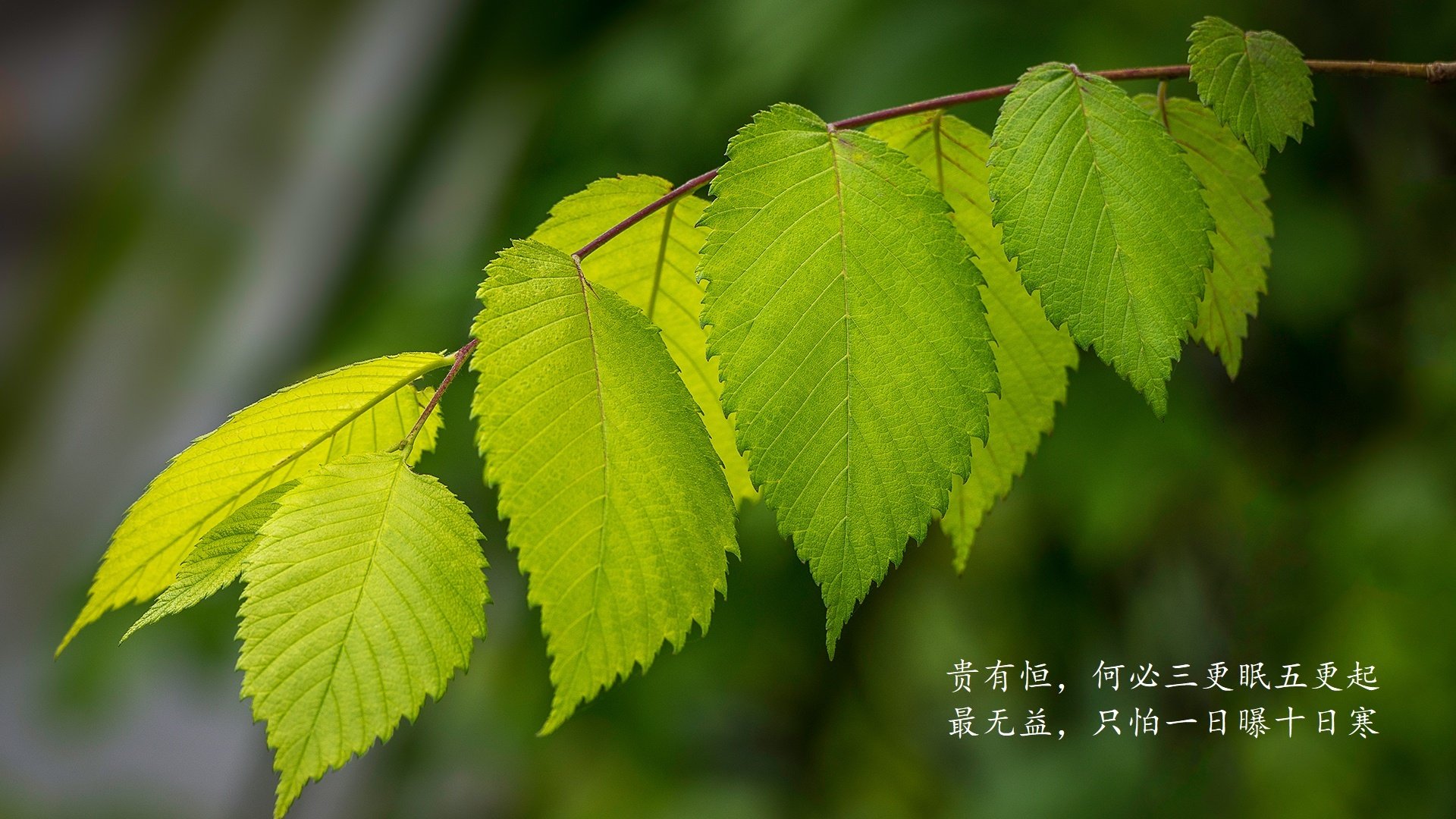 B体育亚洲官方网站-Chinese Taipei乒乓战术：灵活多变的比赛节奏，台湾乒乓球比赛